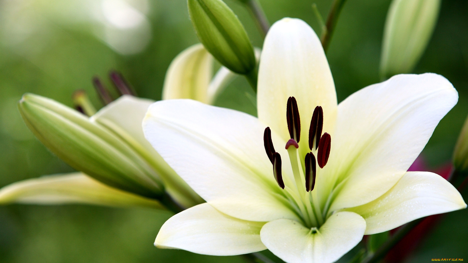 цветы, лилии, лилейники, бутоны, белый