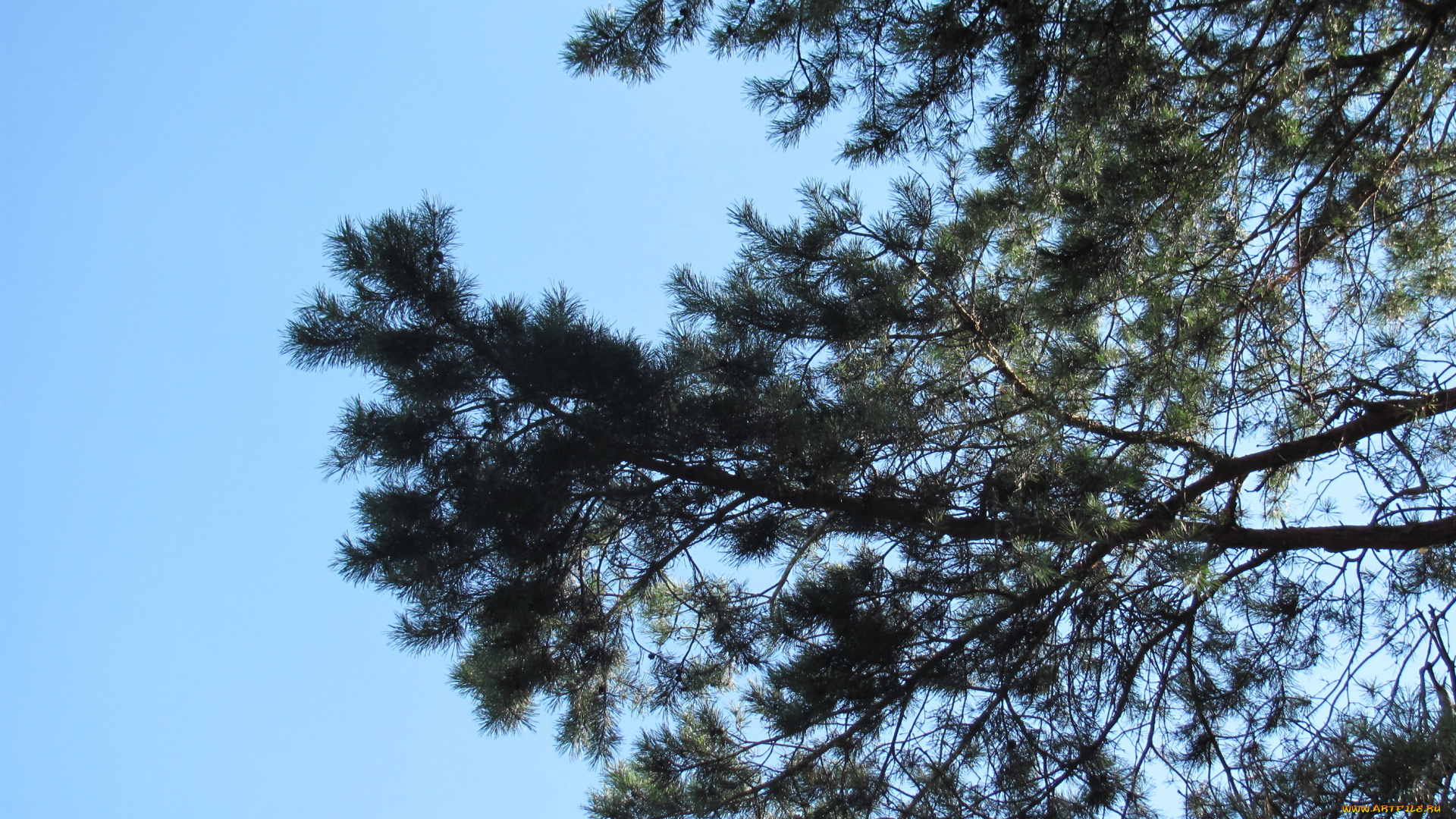 природа, деревья, небо, сосна