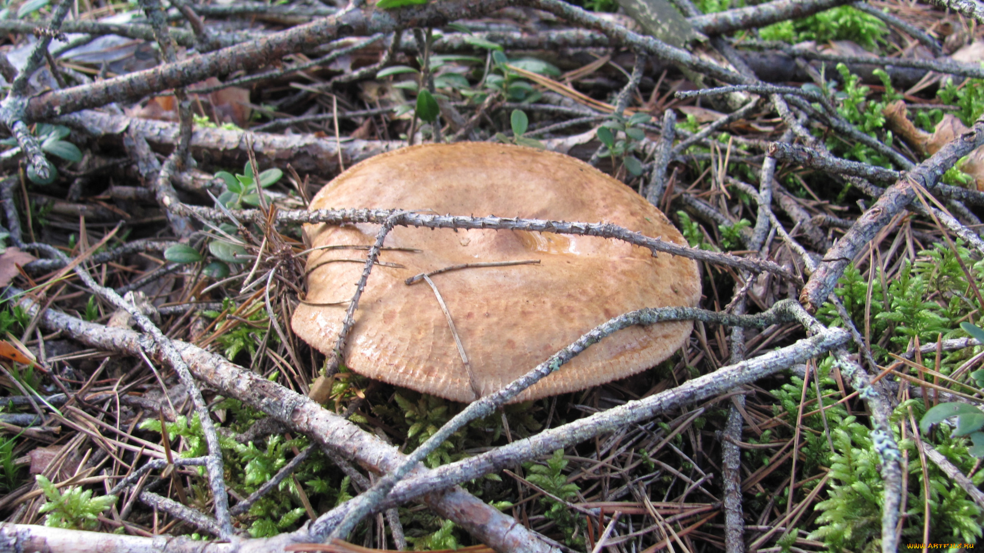 природа, грибы, сухие, ветки, иголки, шляпка