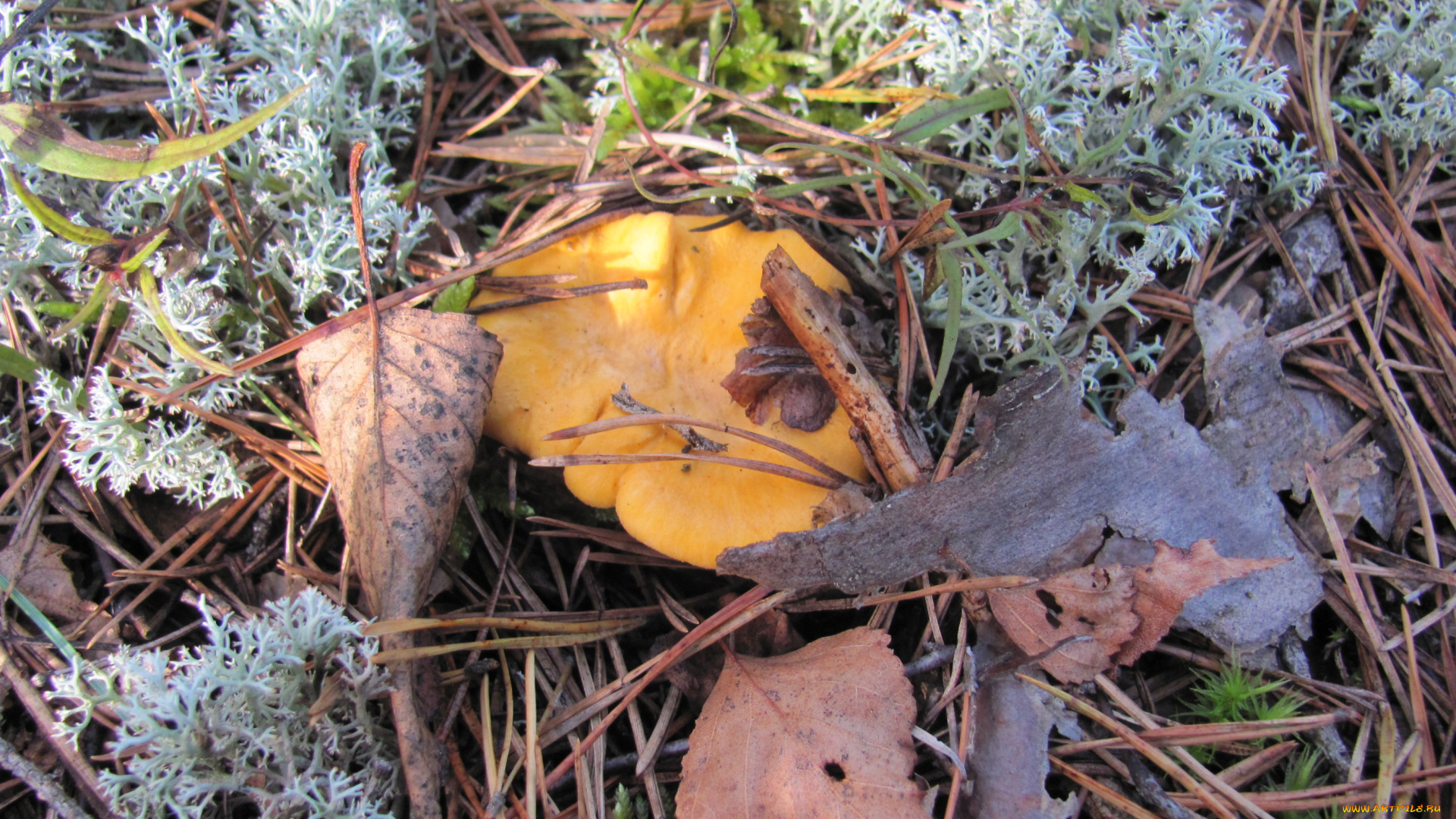 природа, грибы, яркая, желтая, мох, иголки