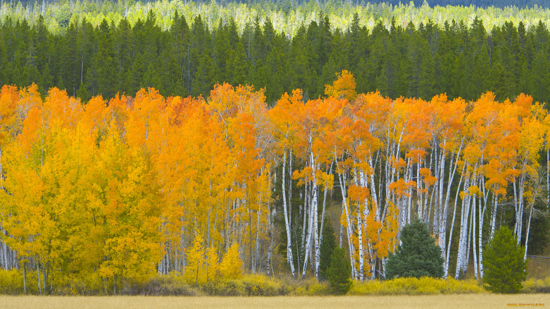 природа, лес, листья, осень