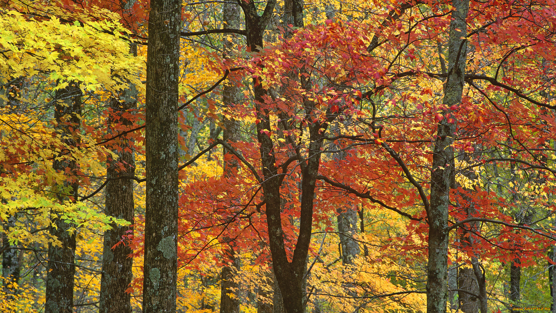 природа, лес, осень