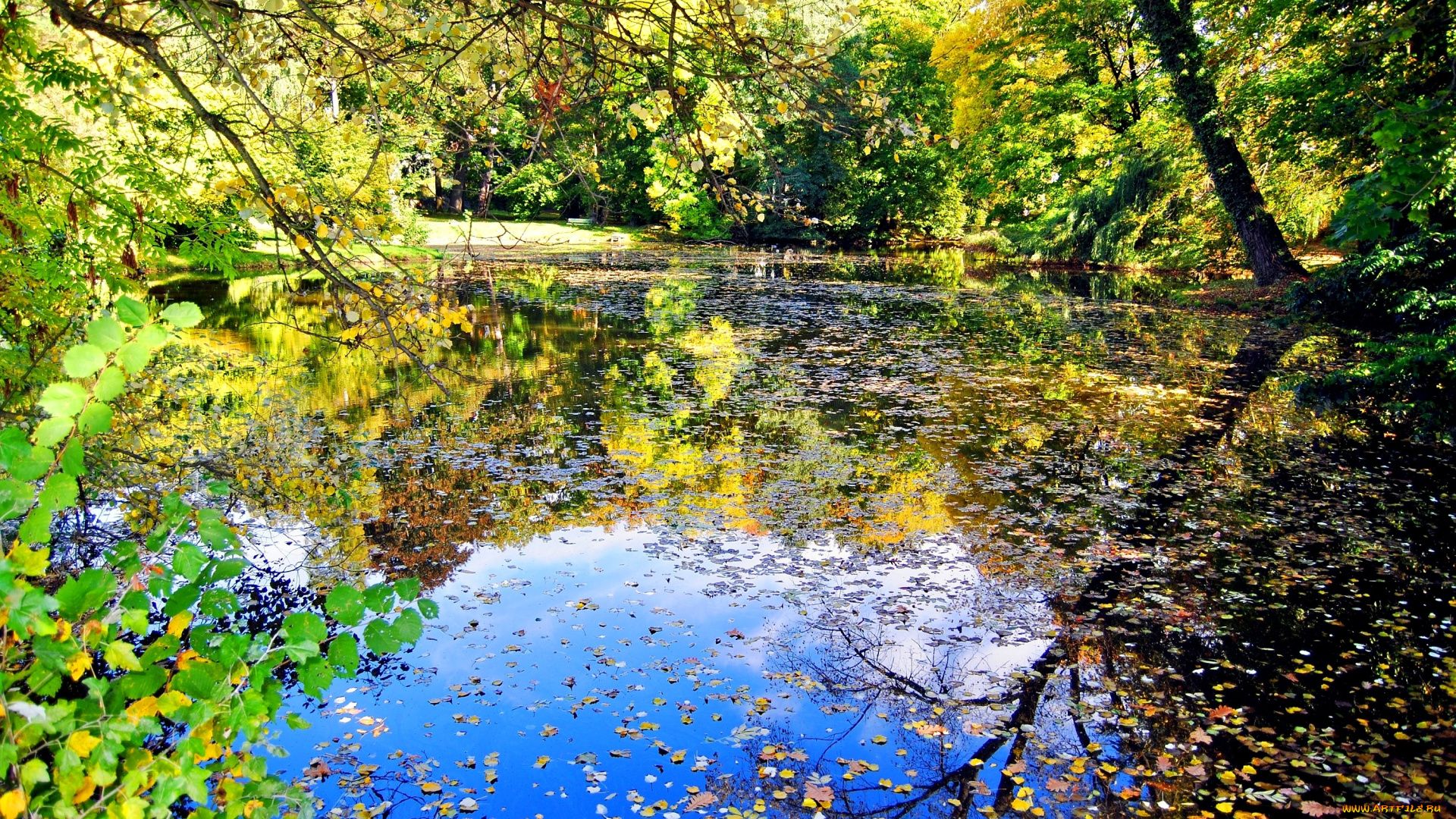 природа, реки, озера, вода, листья, осень, деревья