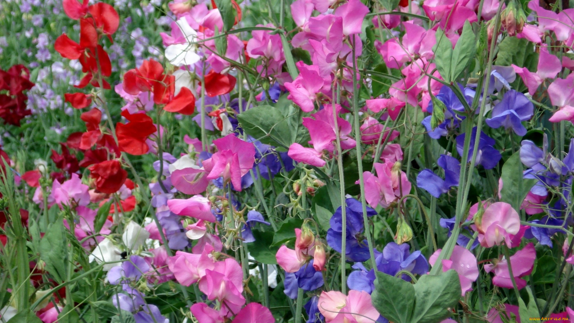 сладкий, горошек, цветы, душистый, красный, розовый, много, синий