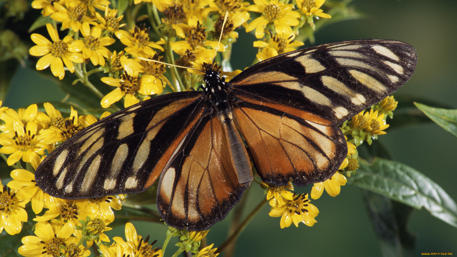 животные, бабочки, цветы