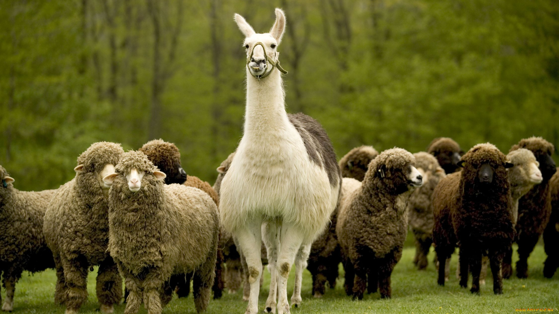 животные, разные, вместе, овца, лама