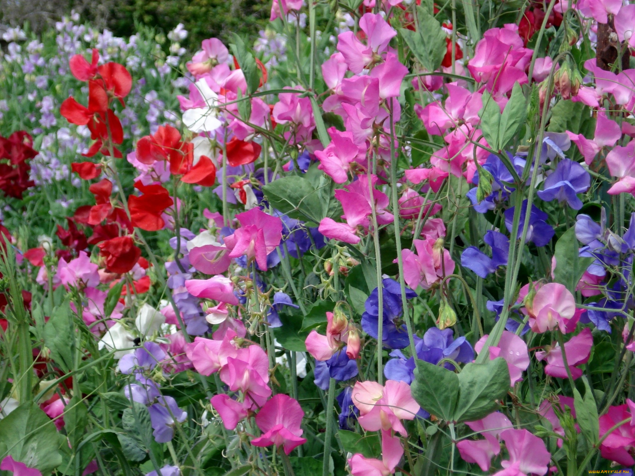 сладкий, горошек, цветы, душистый, красный, розовый, много, синий