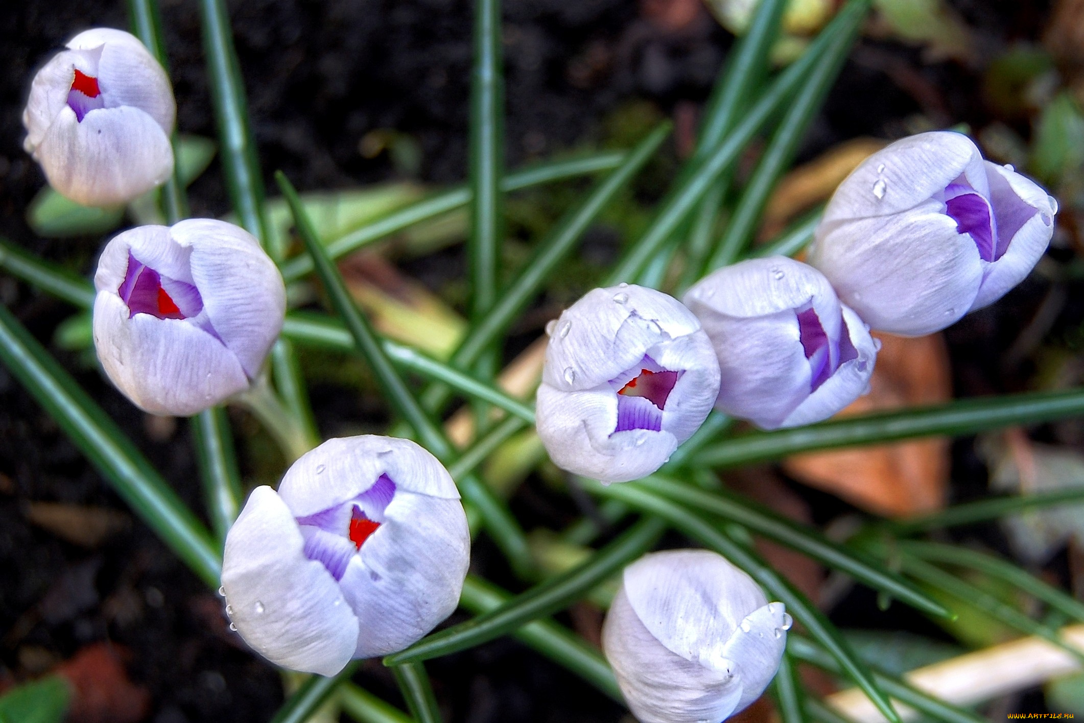 цветы, крокусы, бутоны, много, сиреневый