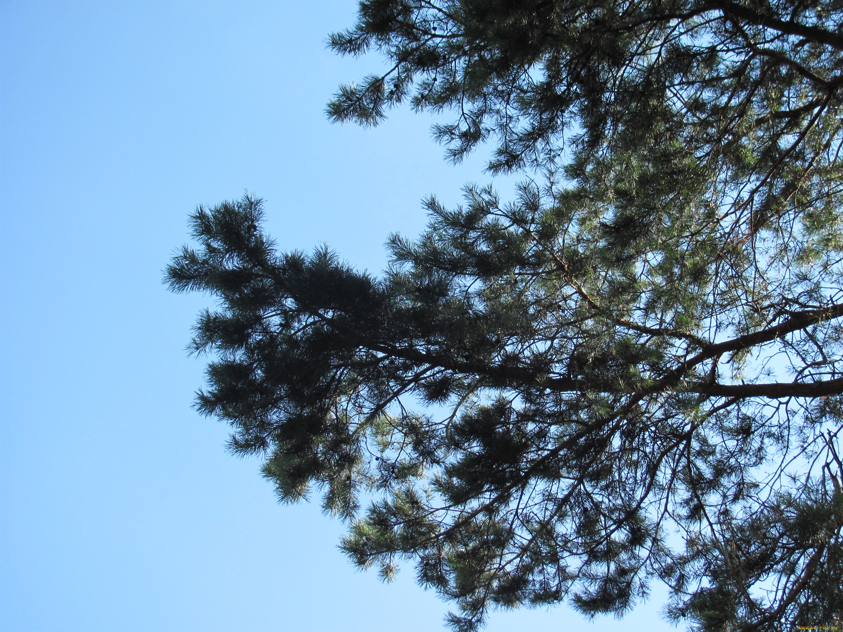 природа, деревья, небо, сосна