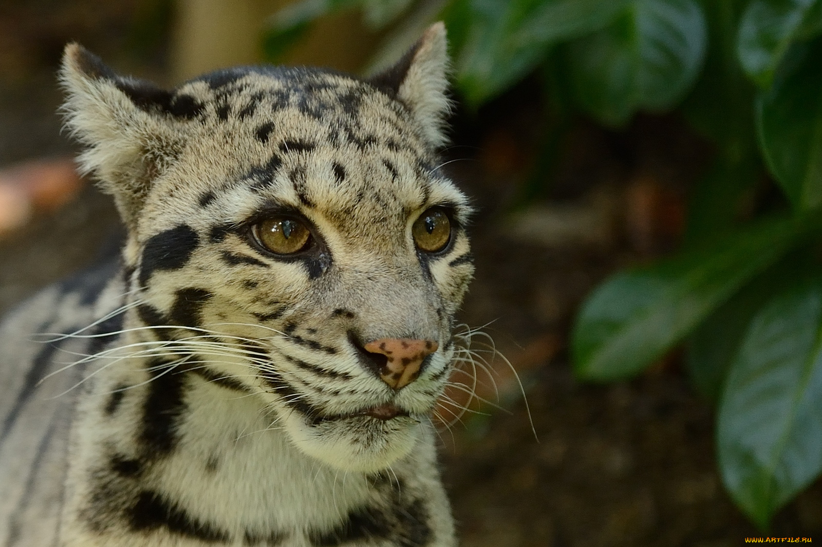 животные, леопарды, дымчатый, леопард, морда