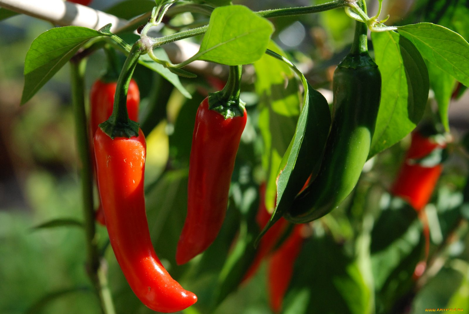 природа, плоды, перец