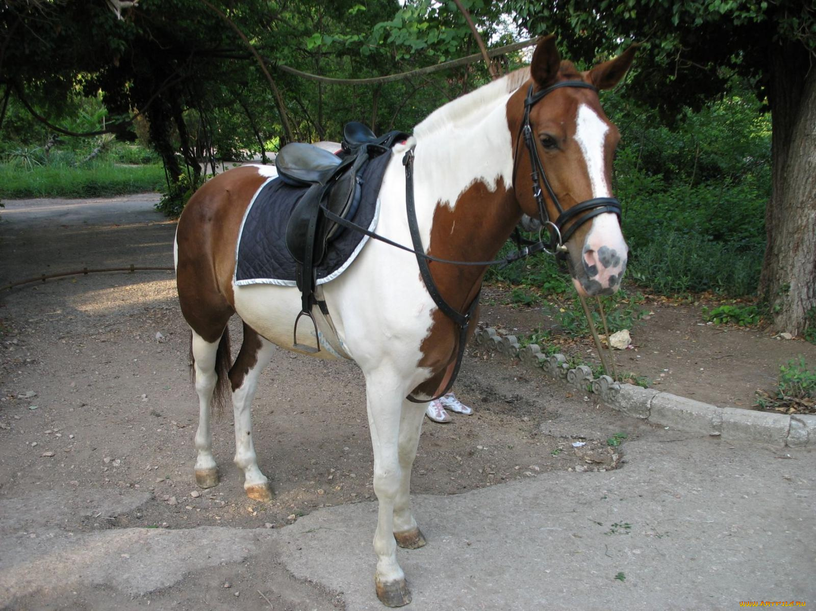 животные, лошади, лошадь