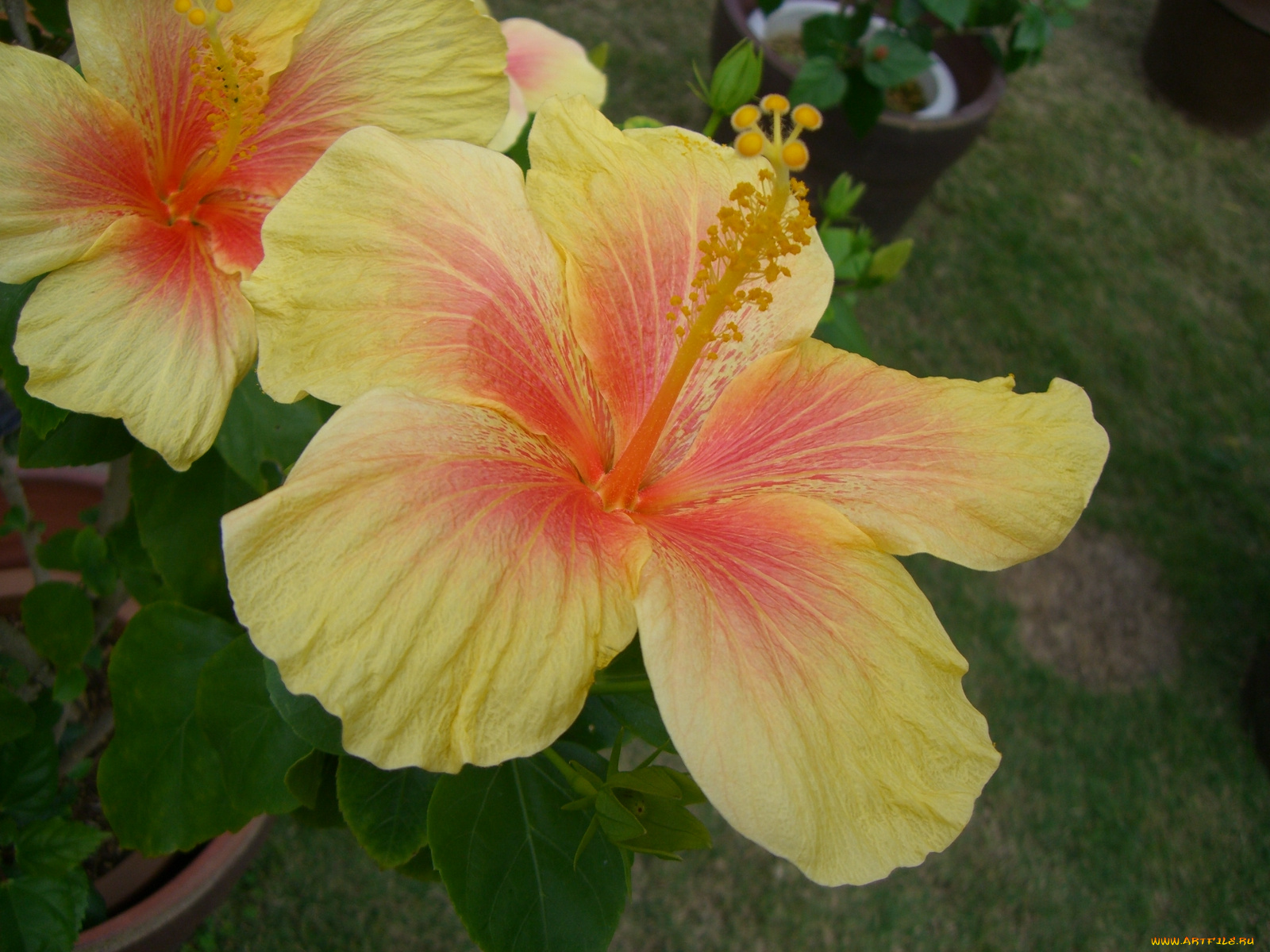 цветы, гибискусы