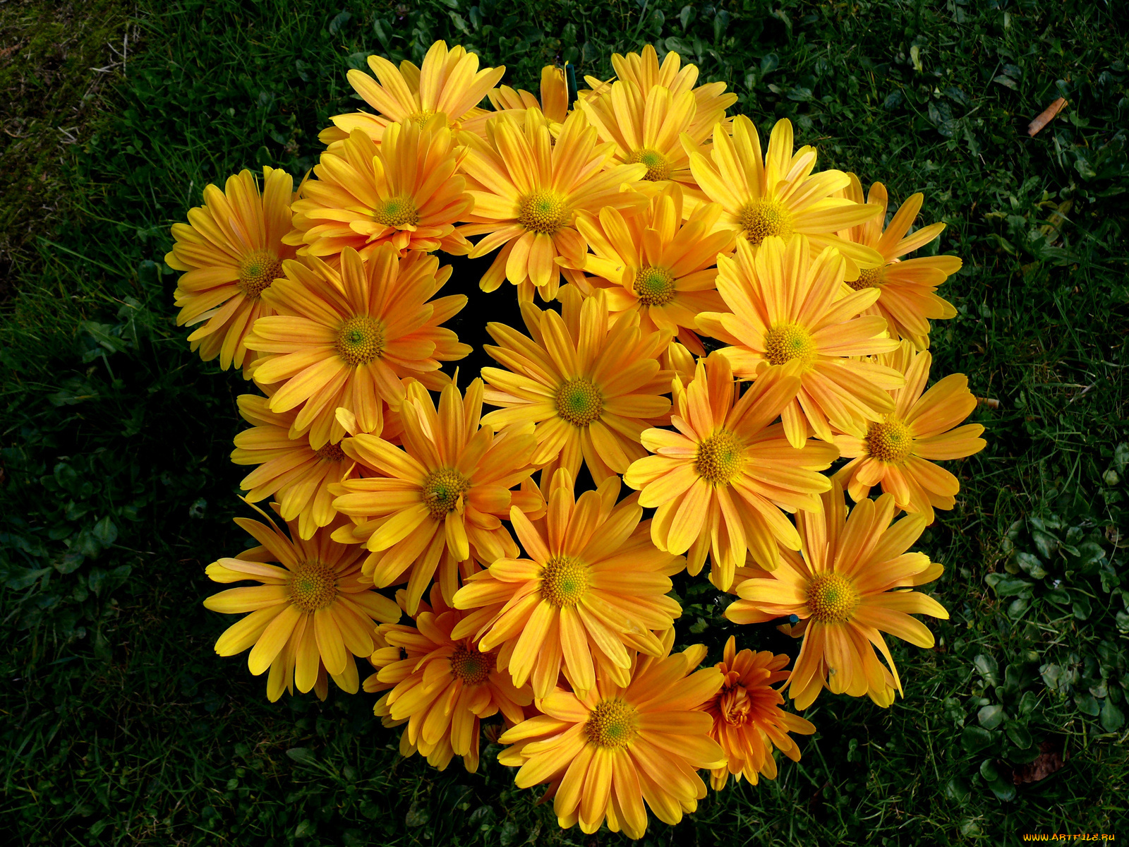 цветы, хризантемы, бутоны