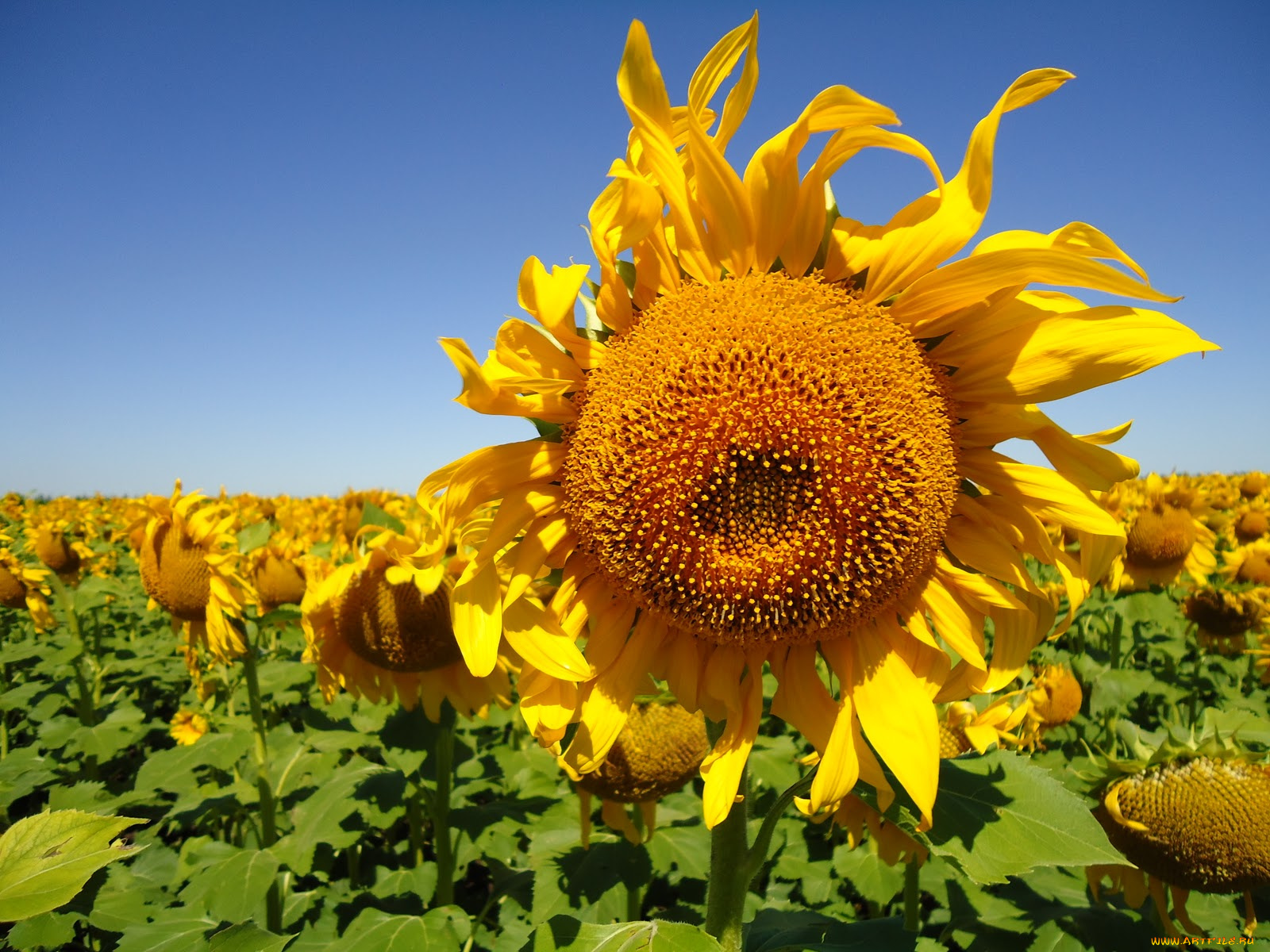 цветы, подсолнухи, подсолнух