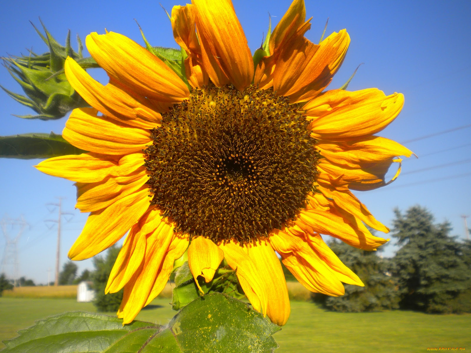 цветы, подсолнухи, подсолнух