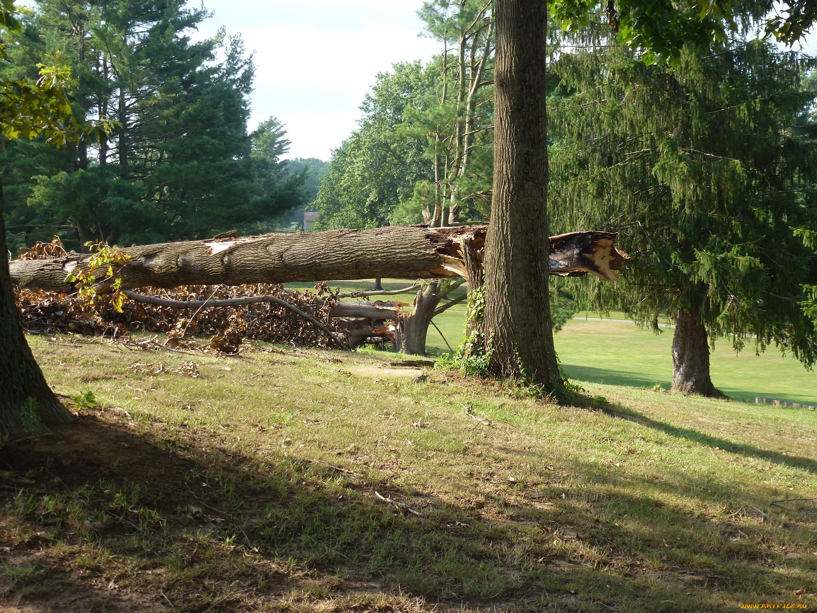 природа, деревья, трава