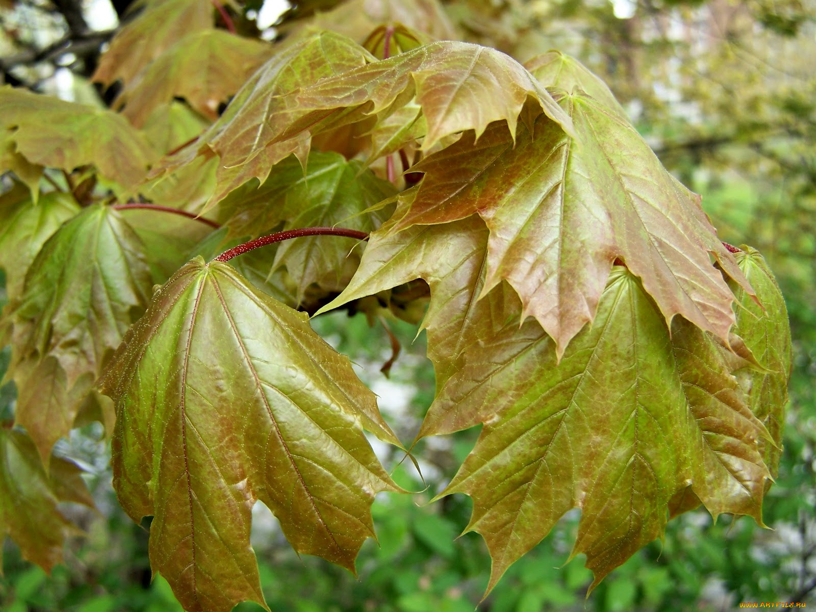 природа, листья, клен