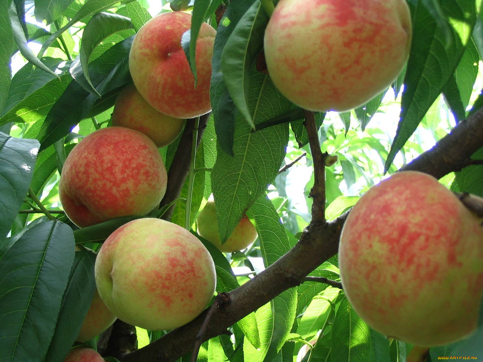 природа, плоды, ветка, персики