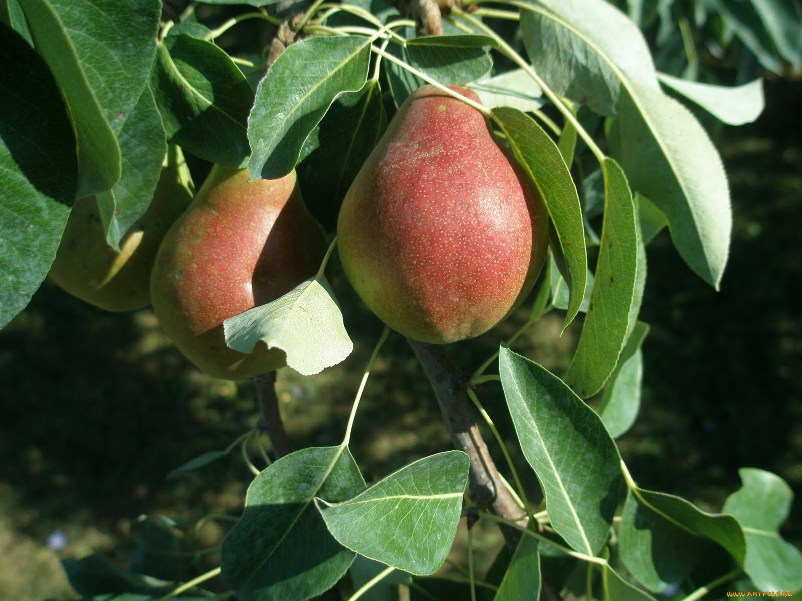 природа, плоды, яблоки, ветка