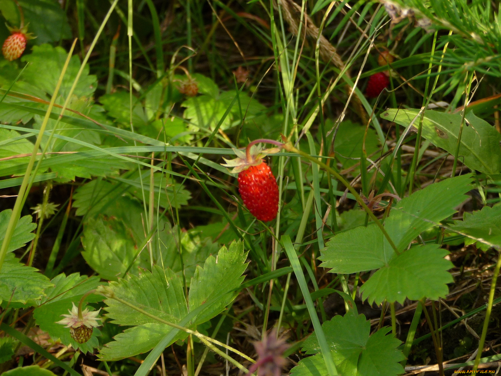 природа, Ягоды, земляника