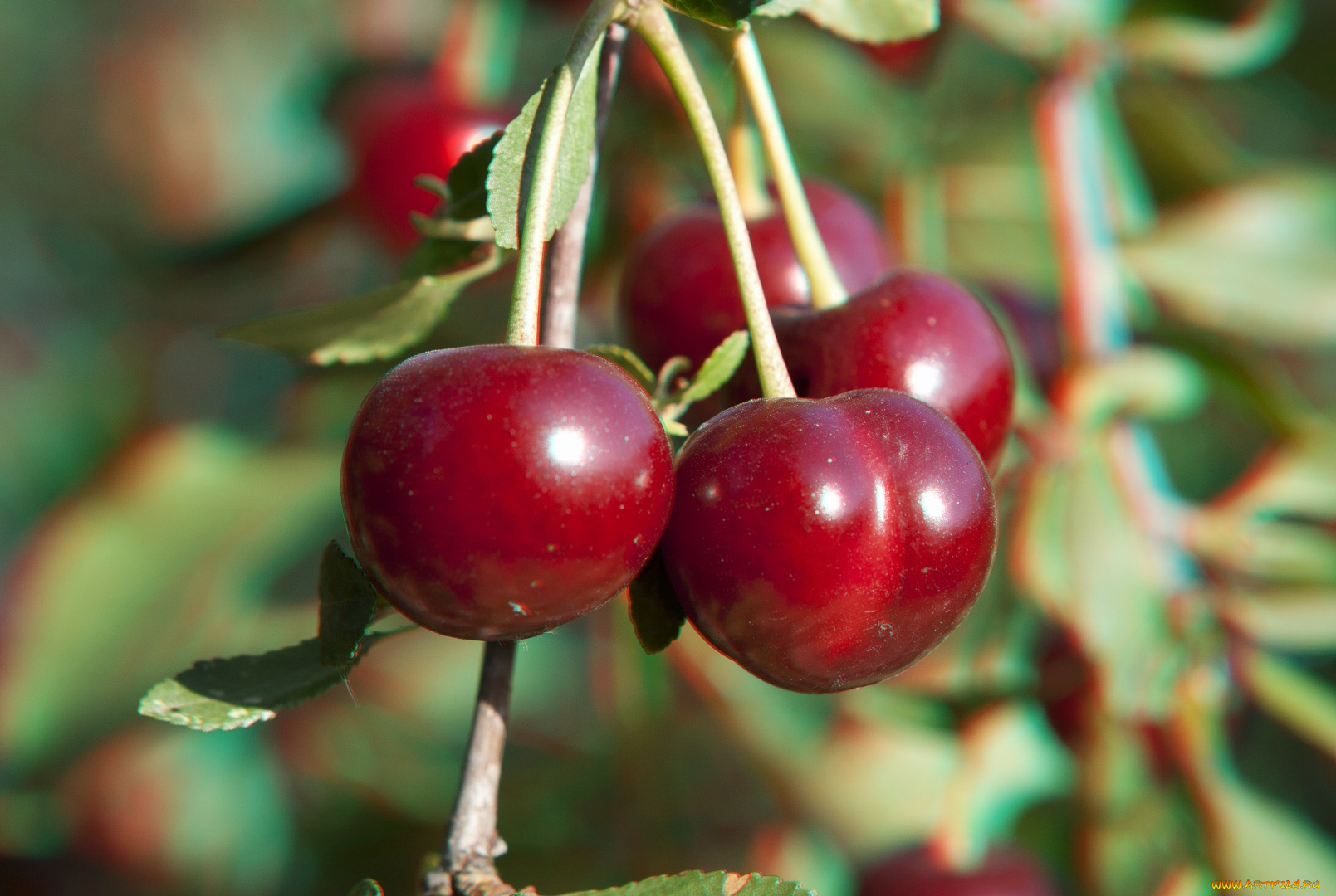 природа, Ягоды, вишни