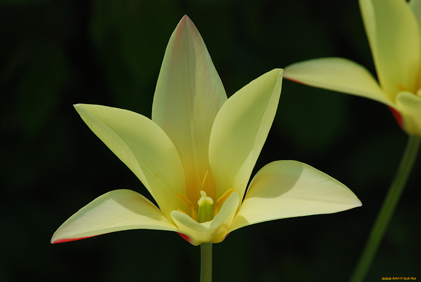 цветы, тюльпаны, лепестки