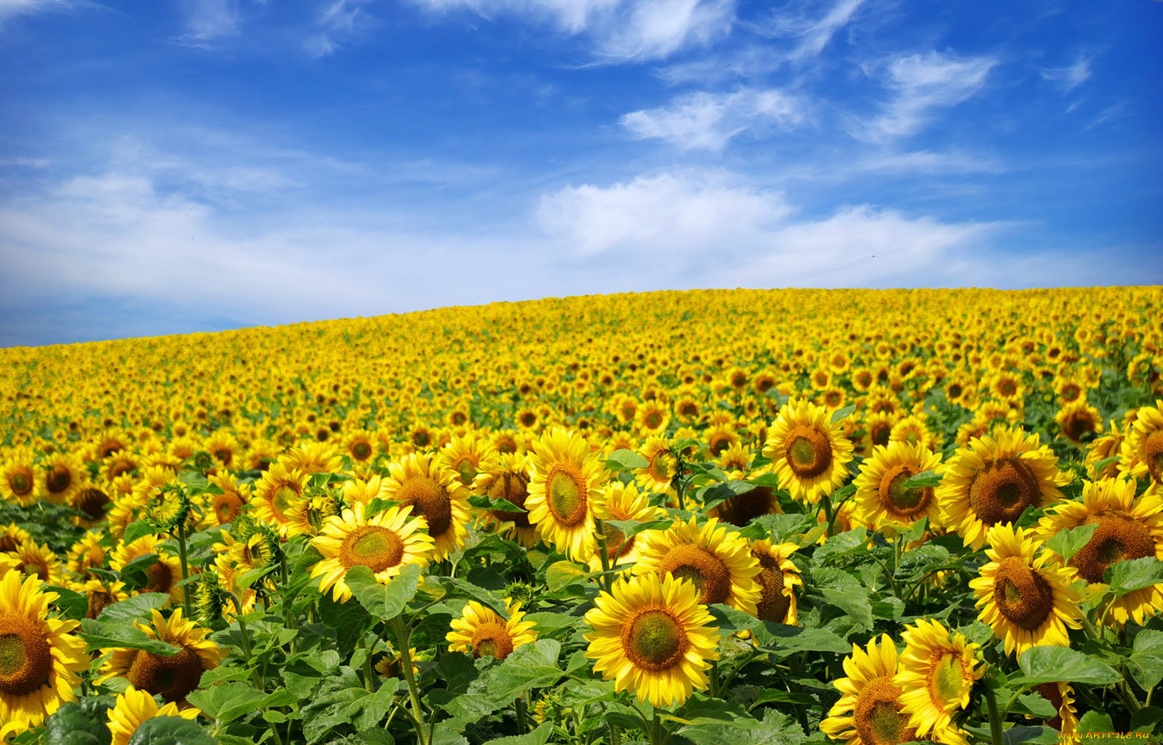 цветы, подсолнухи