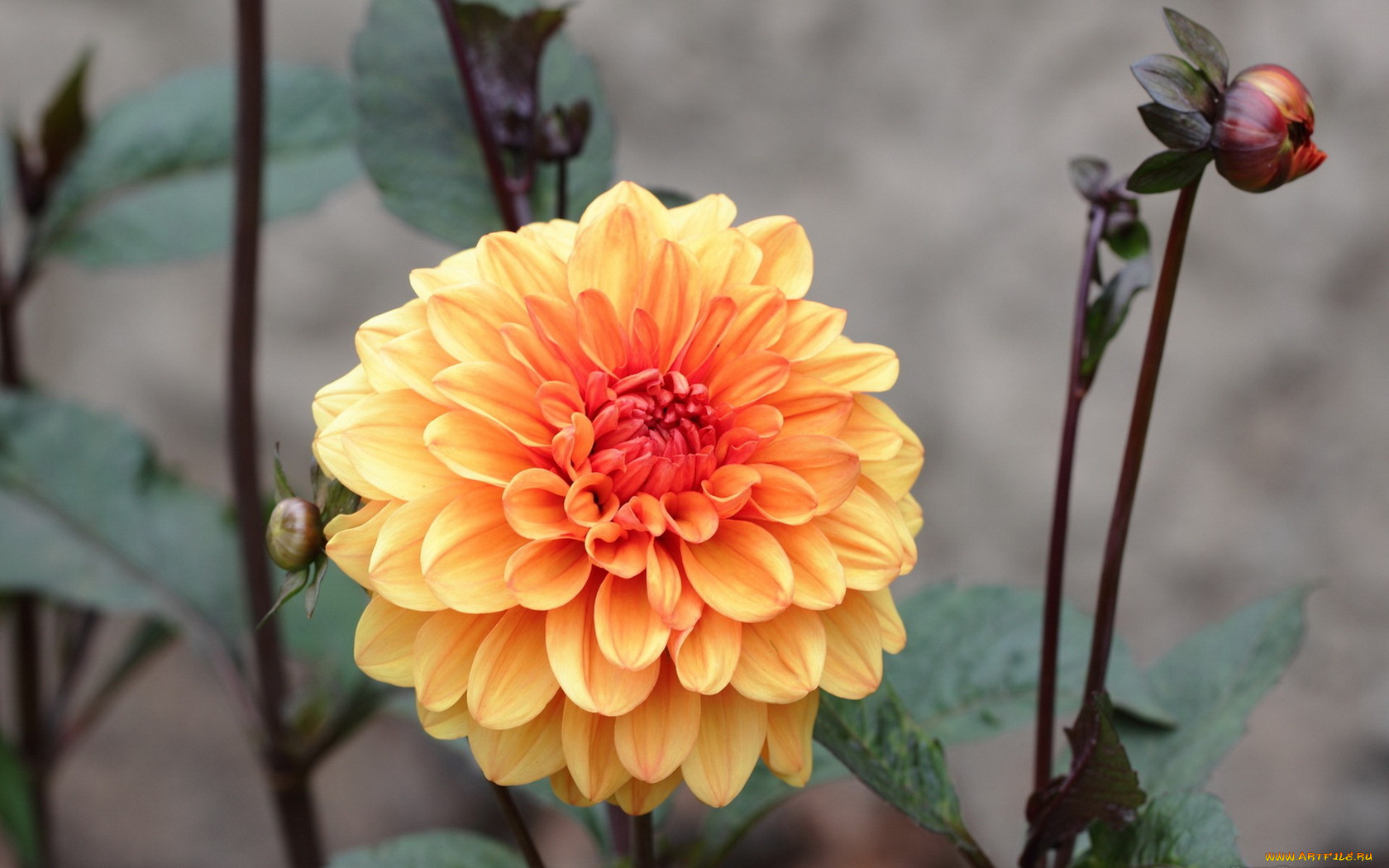 цветы, георгины, георгин, желто-розовый, бутоны, серый, фон, цветок