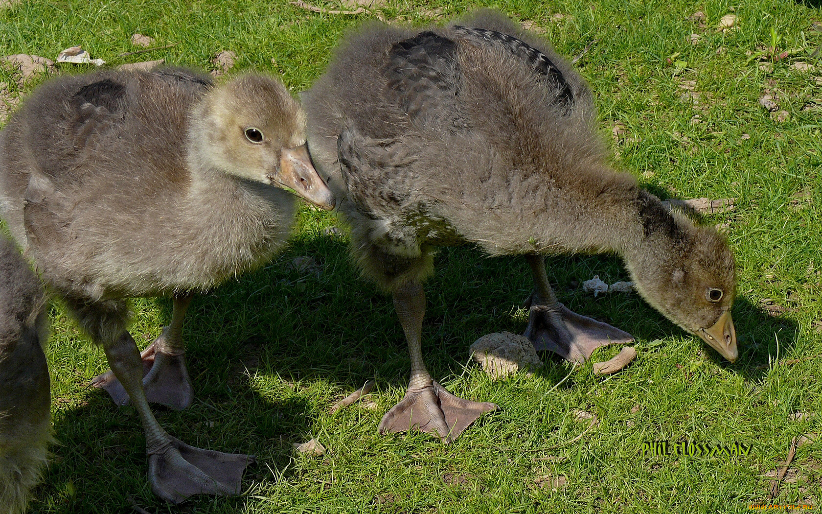 животные, гуси