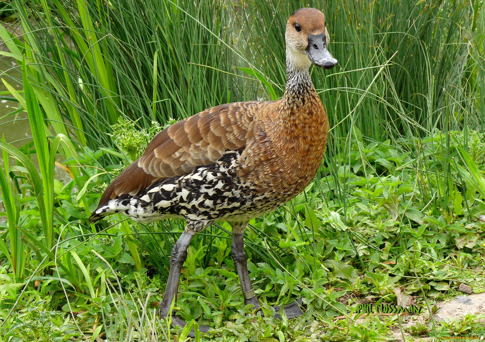 животные, утки, утка