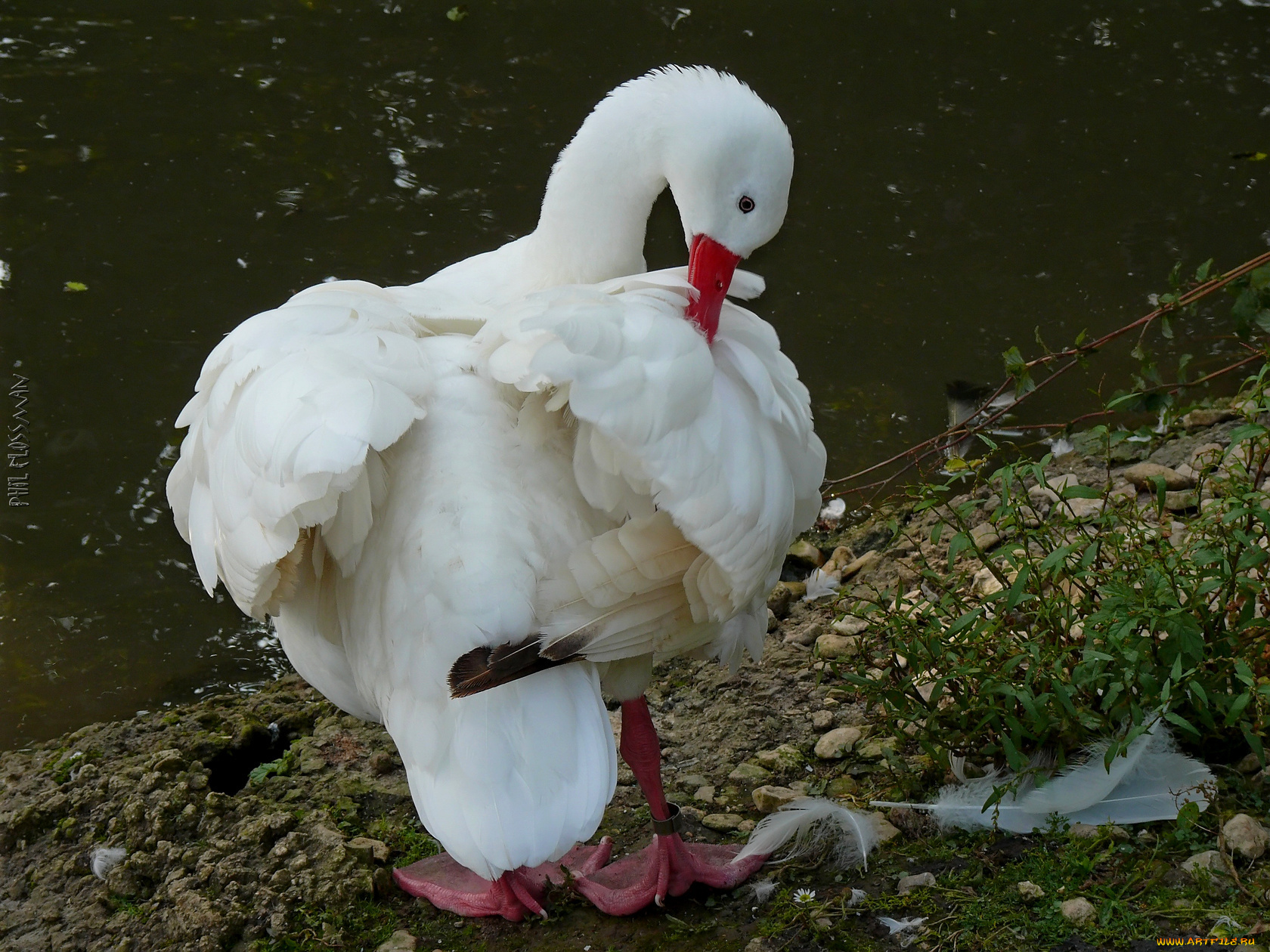 животные, лебеди, гусь