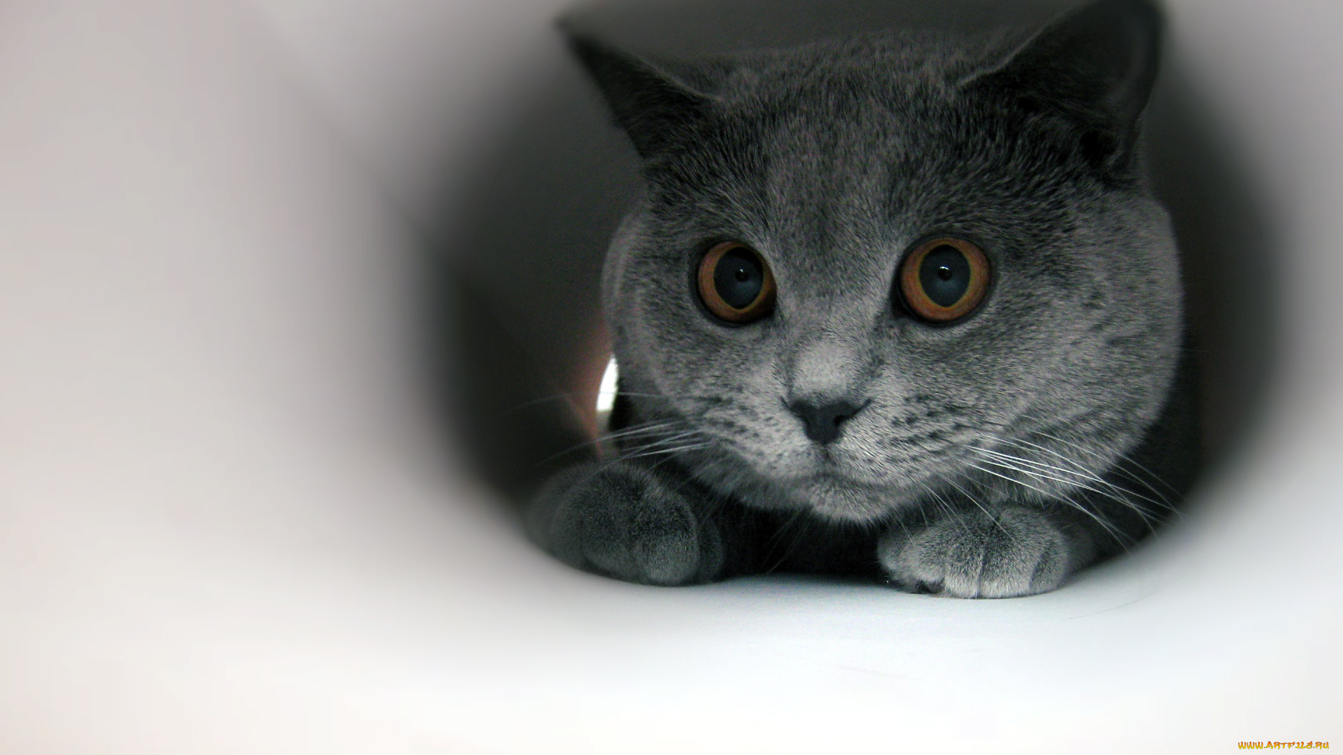 cat, животные, коты, симпатяга, кот, мордочка