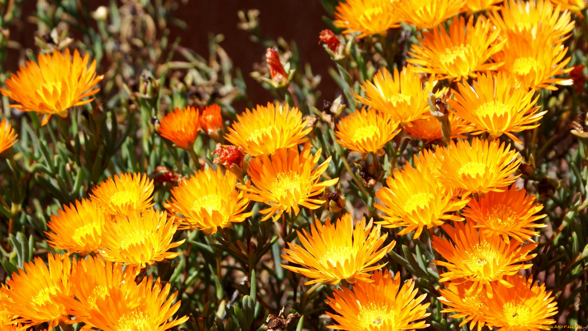 цветы, аизовые, желтый