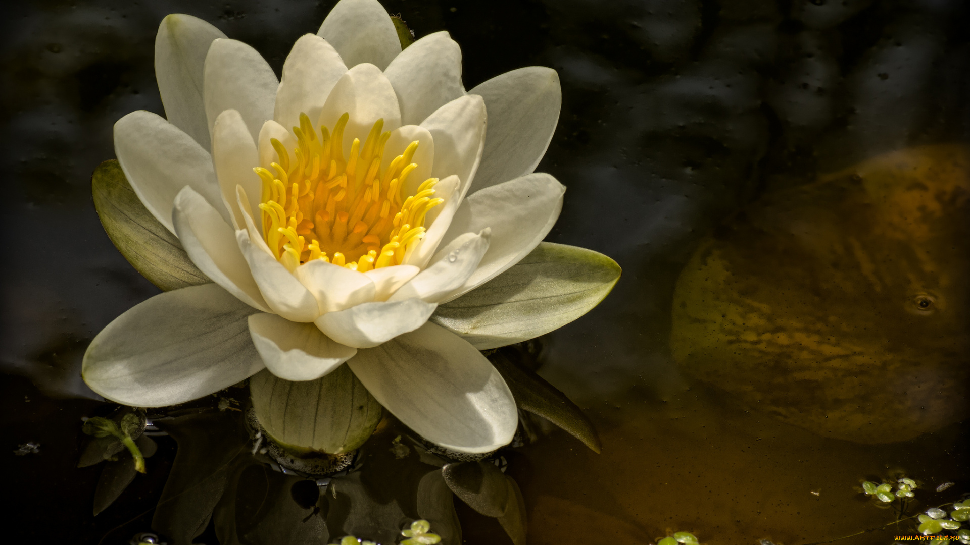 цветы, лилии, водяные, нимфеи, кувшинки, нимфея