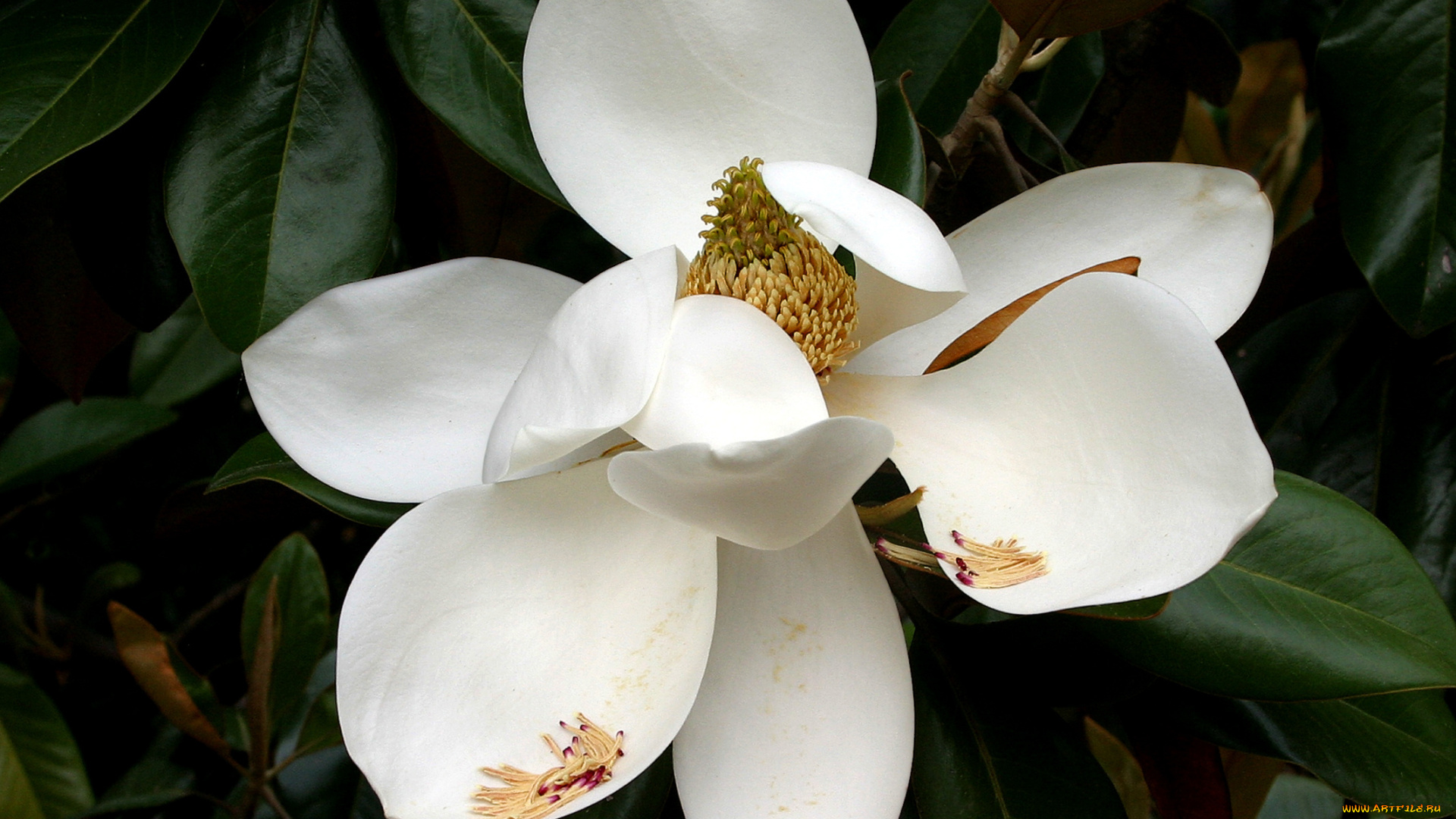 цветы, магнолии, лепестки