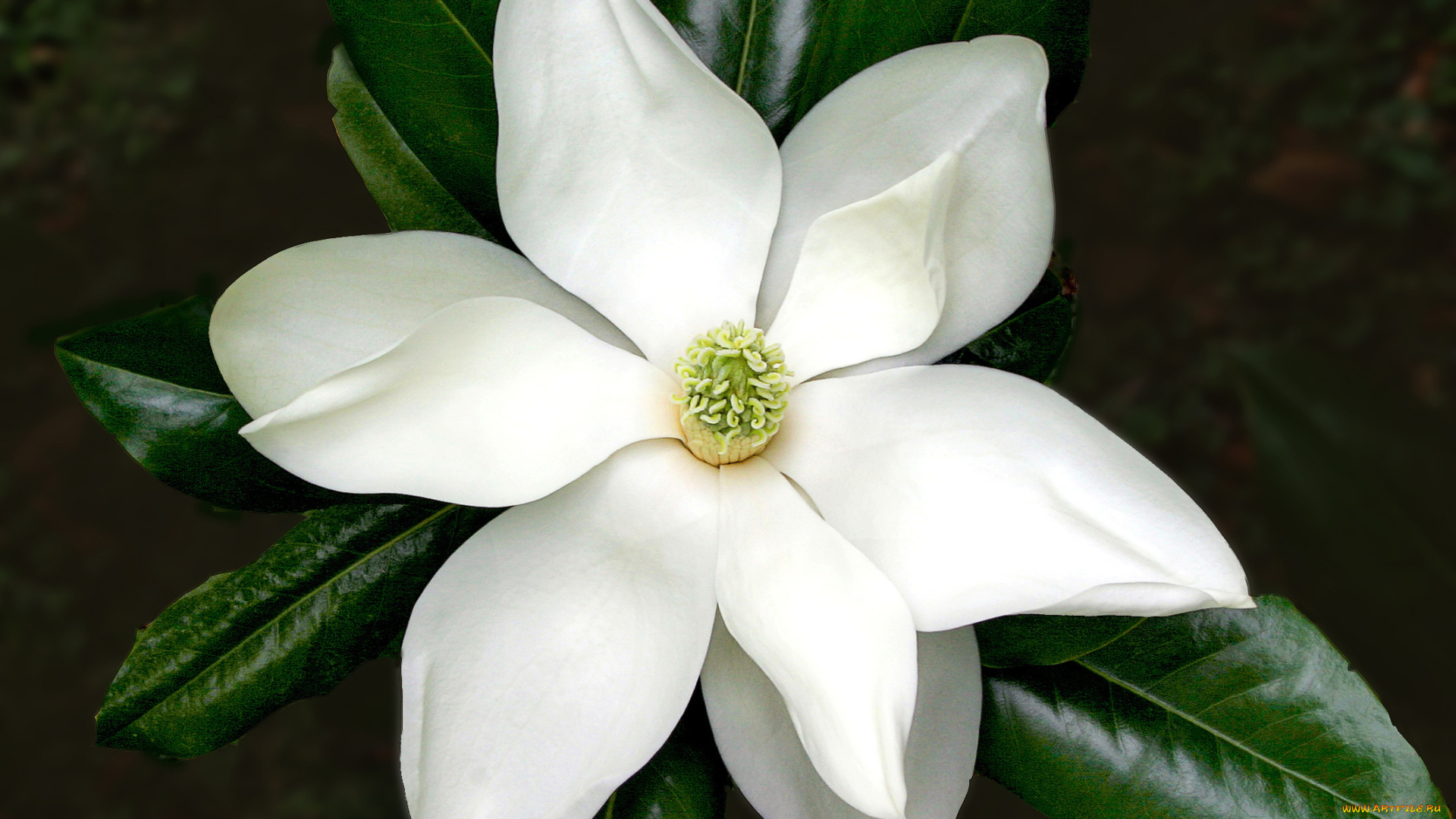цветы, магнолии, лепестки