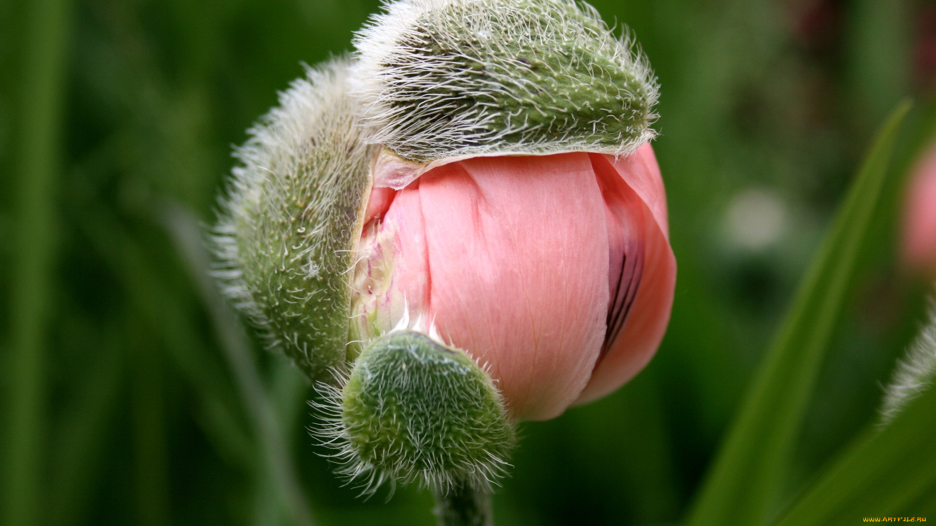 цветы, маки, бутон, розовый
