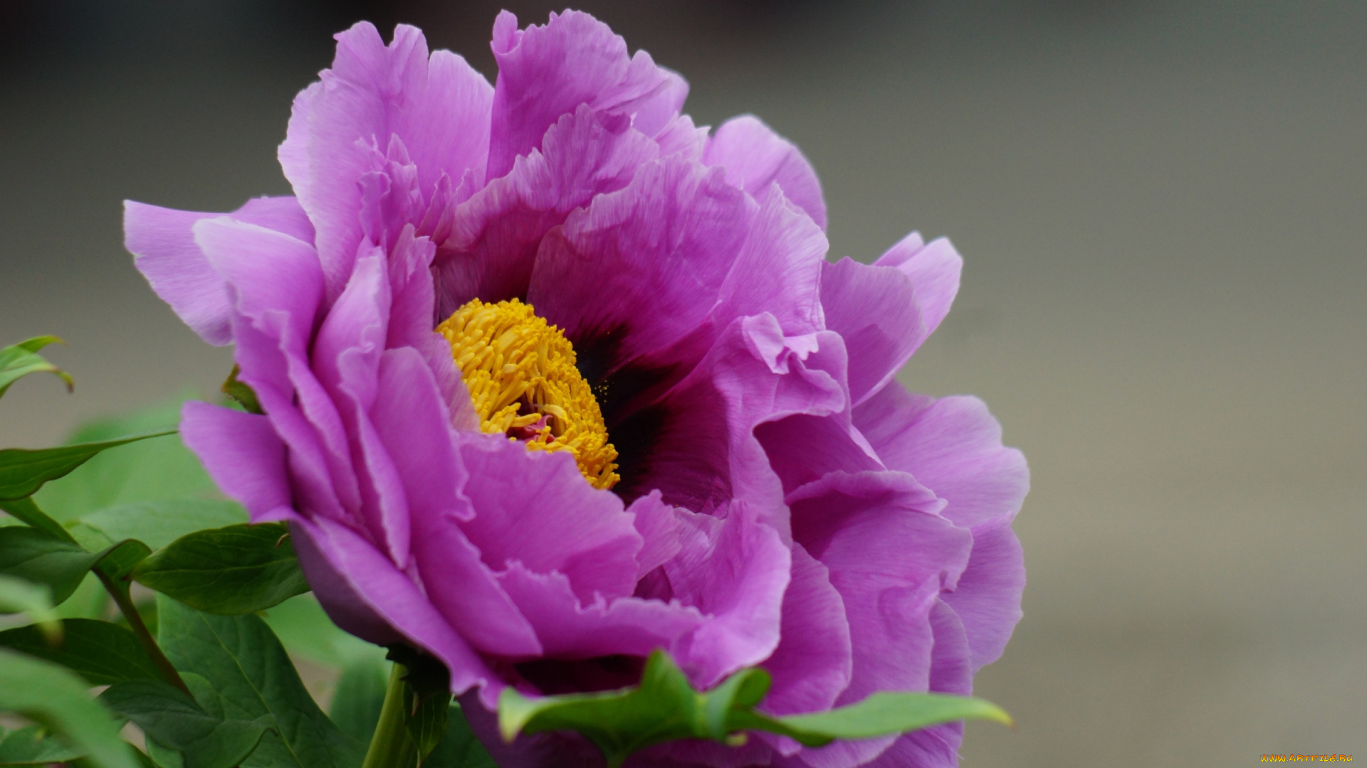 цветы, пионы, макро, розовый, яркий