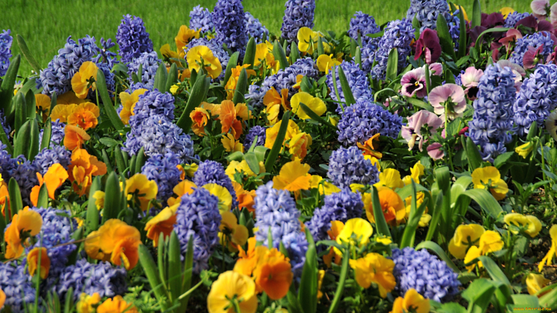 цветы, разные, вместе, гиацинты, виола