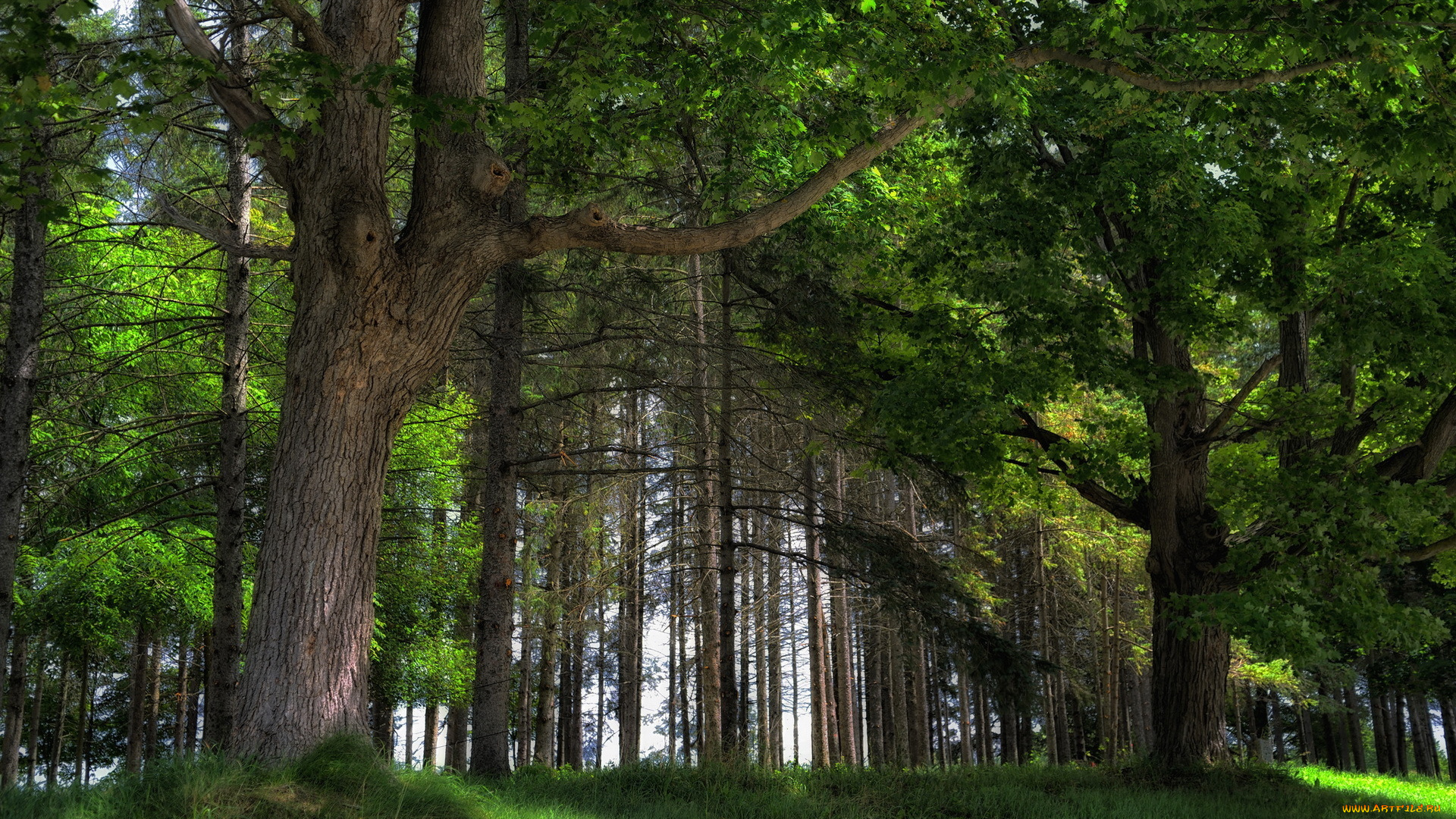forest, природа, лес, деревья, трава