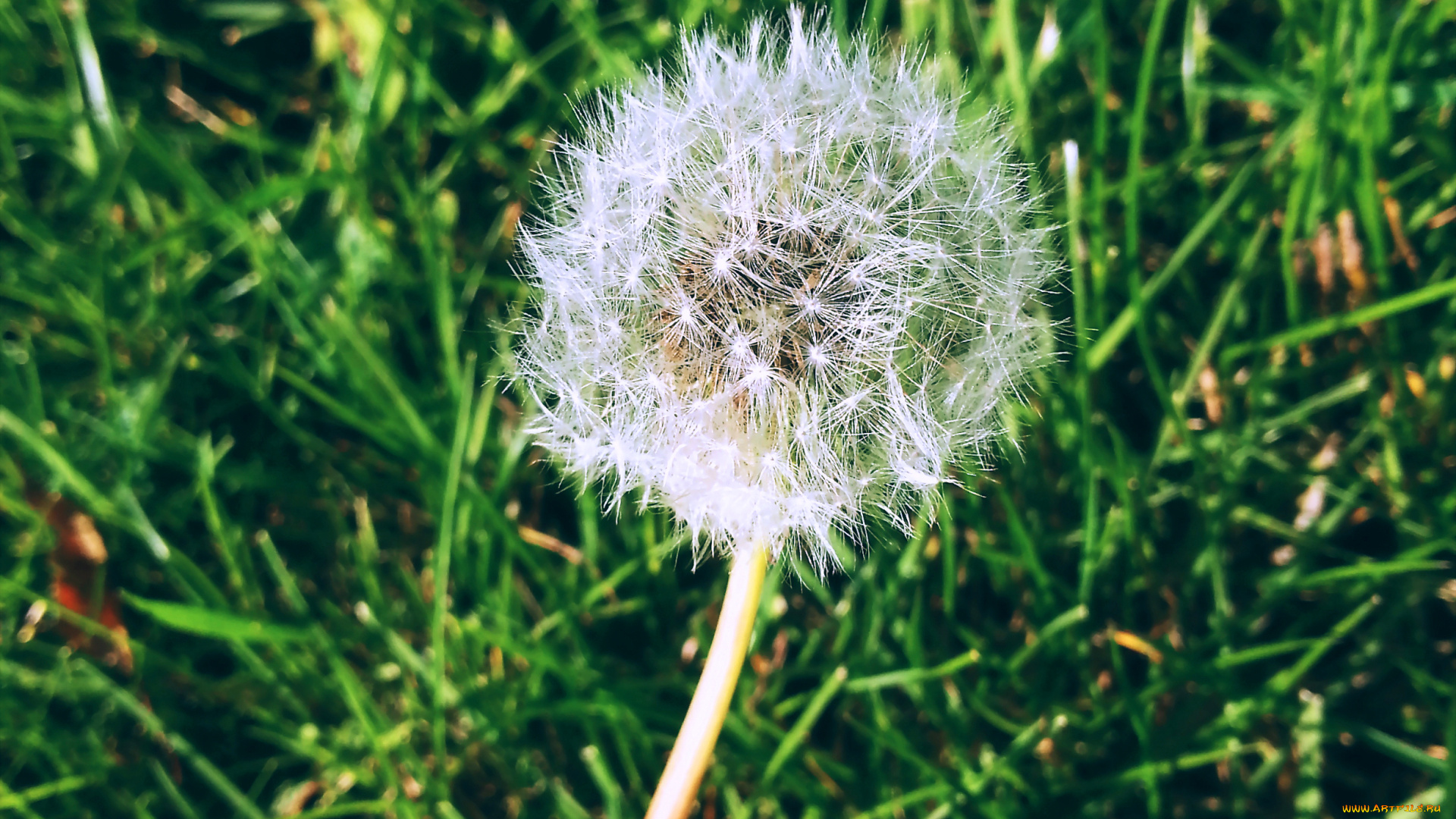 одуван, цветы, одуванчики, пух, одуванчик