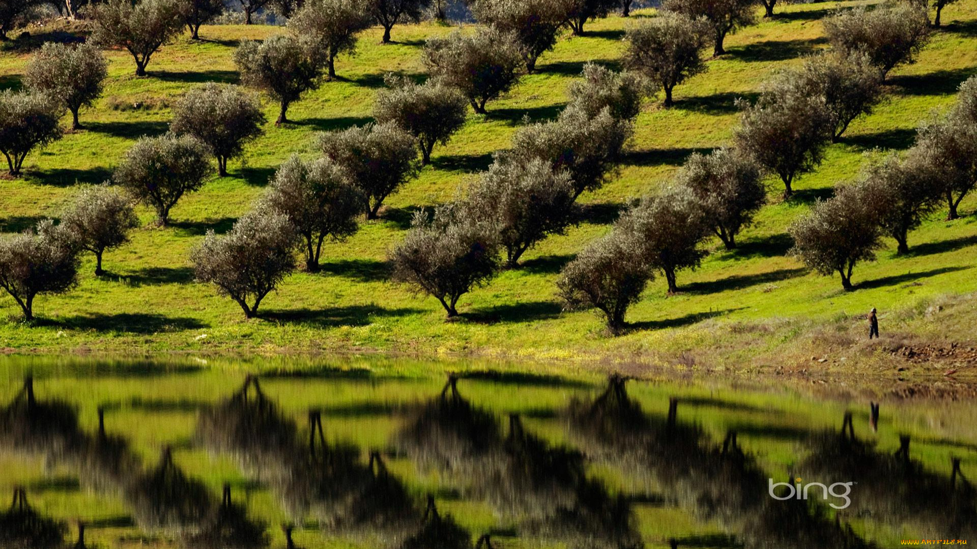 природа, деревья, сад, река, отражение