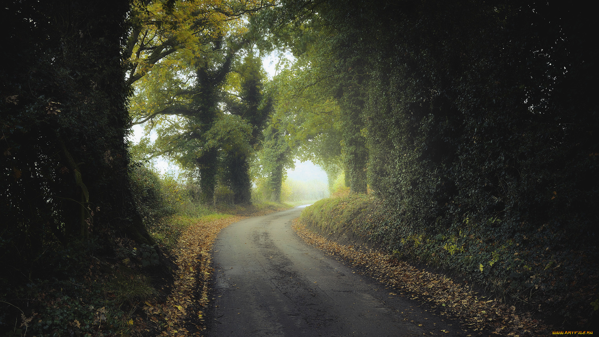 природа, дороги, лес, дорога