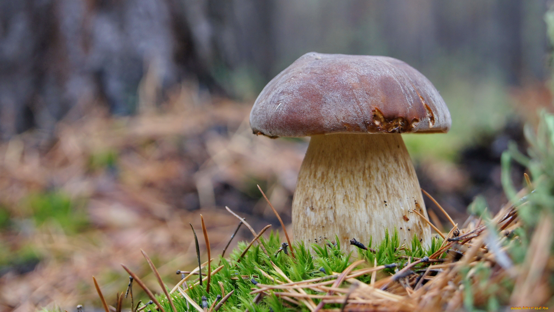 природа, грибы, белые