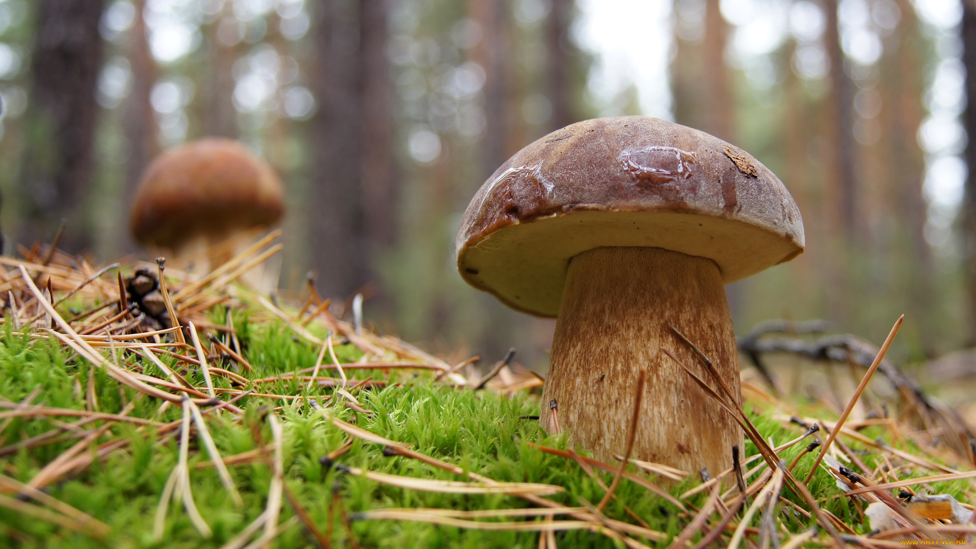 природа, грибы, белые