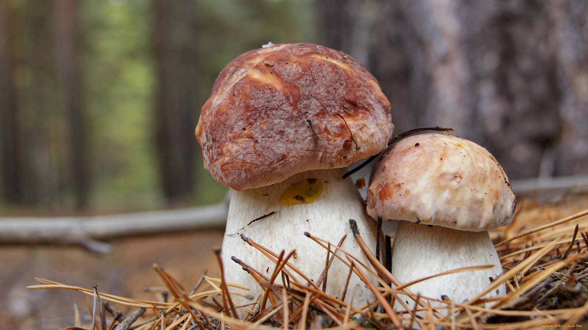 природа, грибы, белые