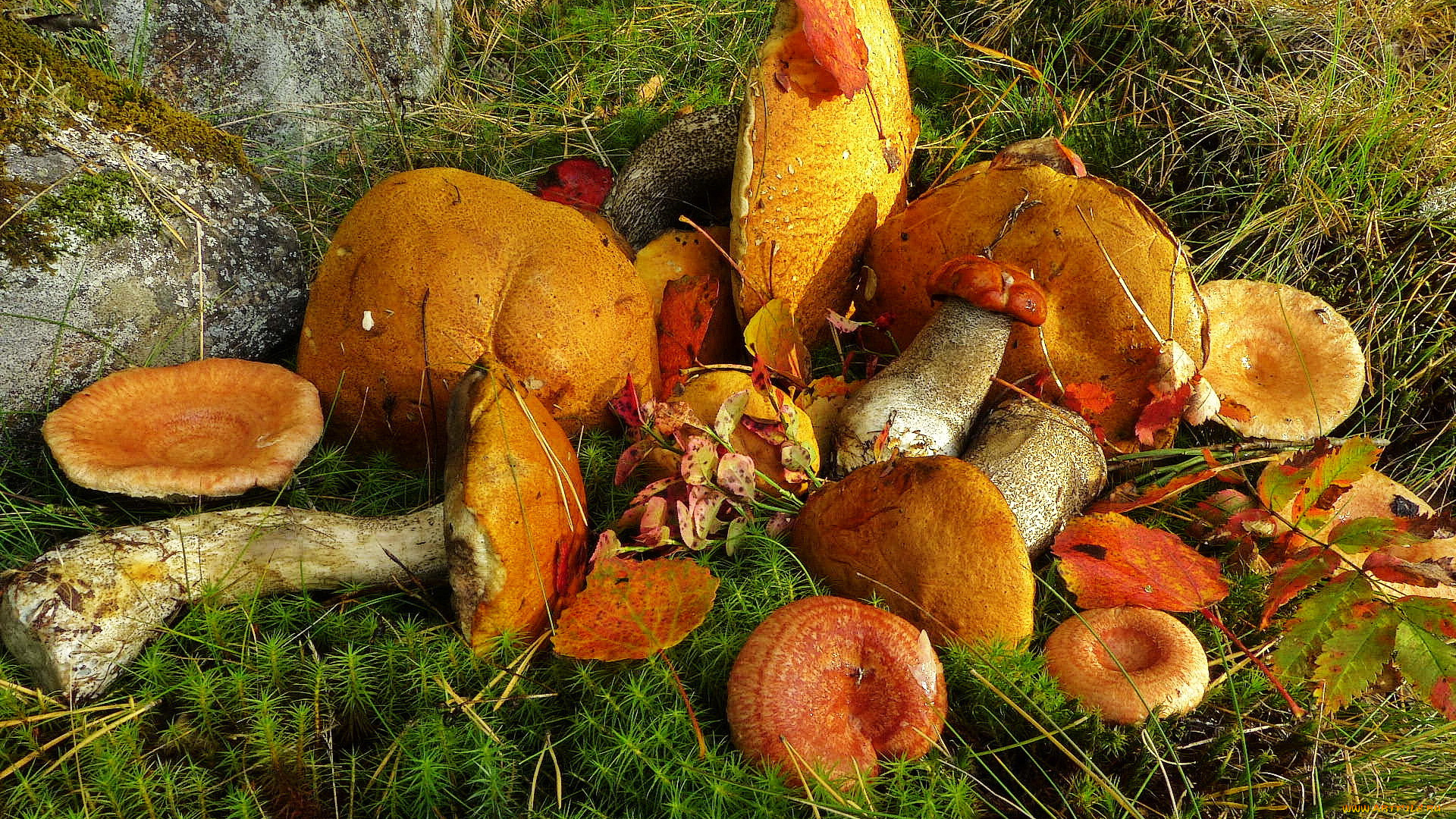 природа, грибы, листва, натюрморт