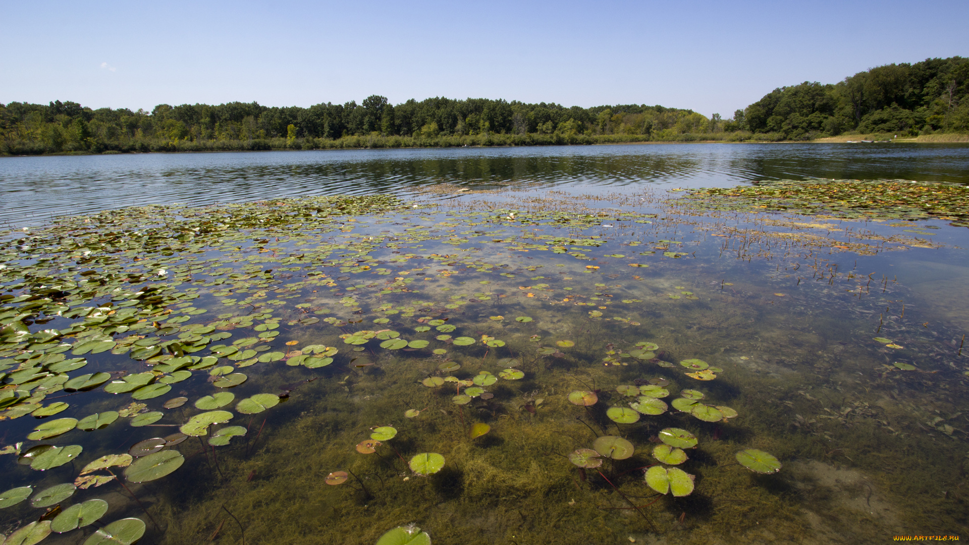 природа, реки, озера, пруд, болото, листья, круглые, мель, лес