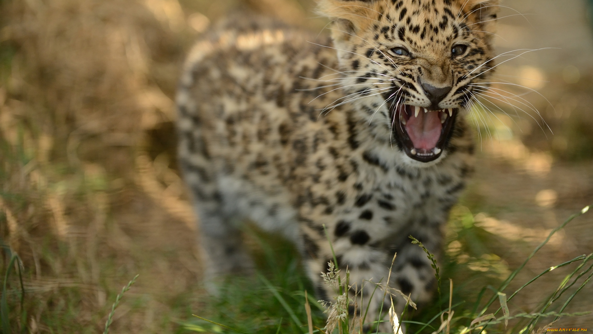животные, леопарды, малыш, рык